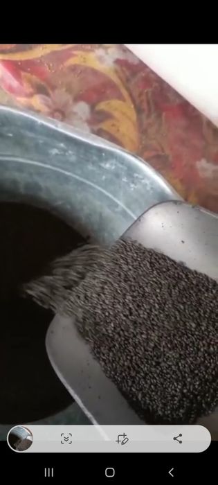 Жоңышқа ұрық оптом