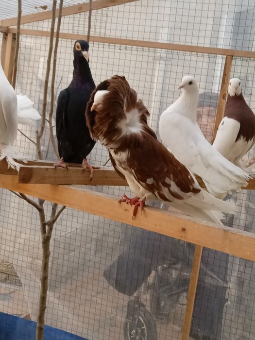 Якобин каптар сотилади