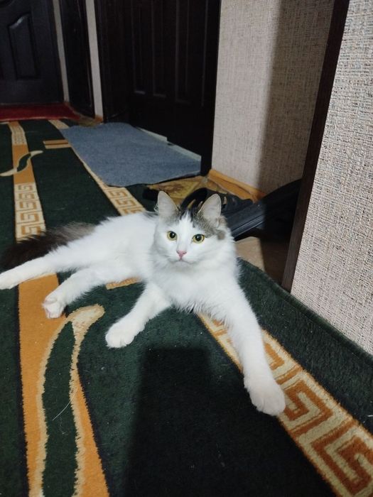 Mimi, taxminan bir yoshda, sterilizatsiya qilinmagan.