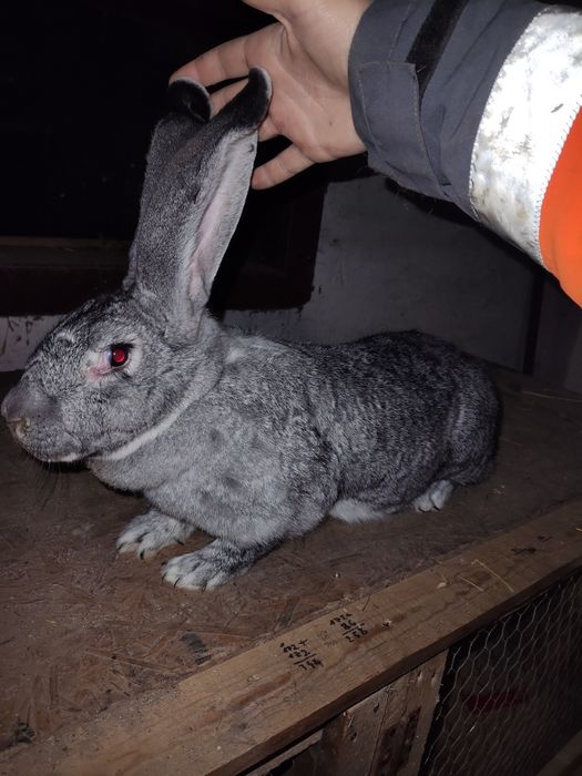 Femele Uriaș German Chinchila