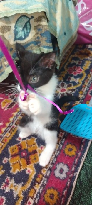 Продаётся котёнок девочка