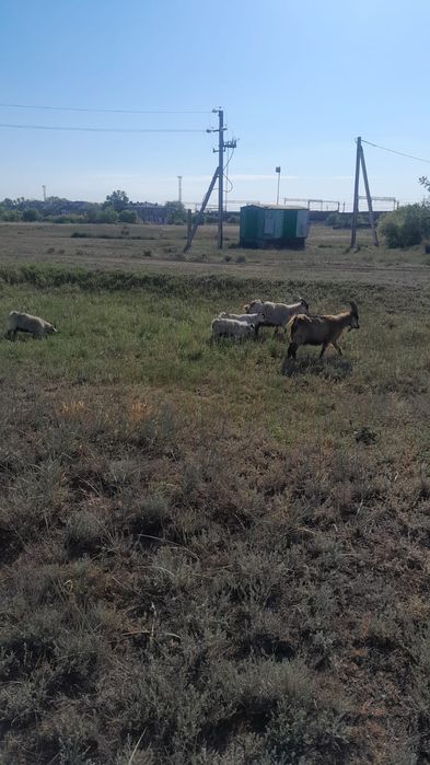 Ешкілер сатылады срочно