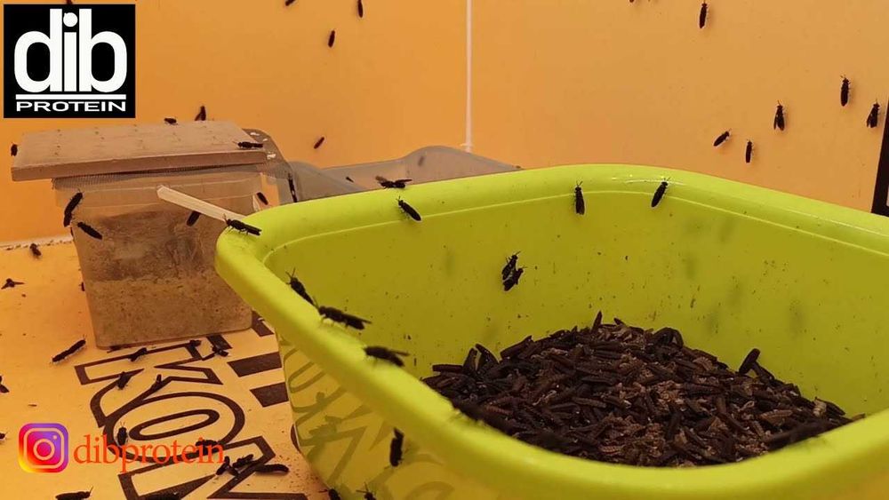 черная львинка(black sodier fly ) қора аскар пашшалари личинкалари