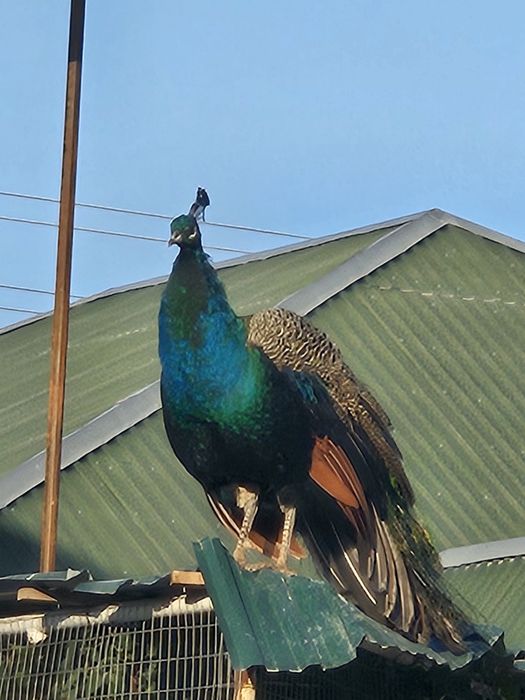 Павлины 2 штуки самец и самки