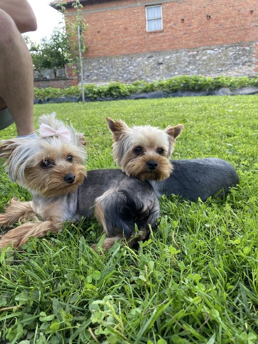 Йоркширски териер