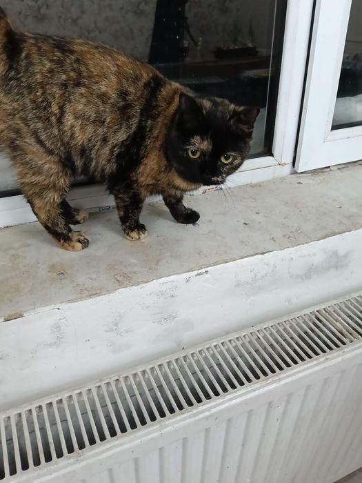 Галюся ищет любящую семью