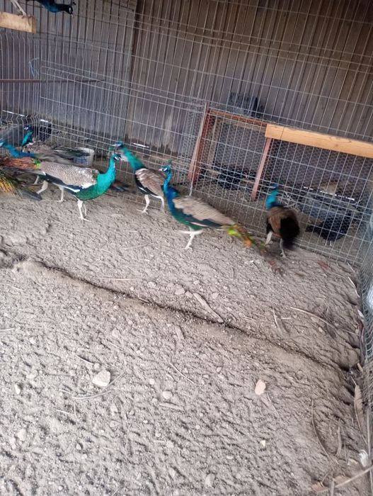 Pui păun și fazani