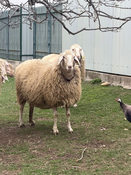 Vindem miei, berbecuti,oi, berbeci bergamasca