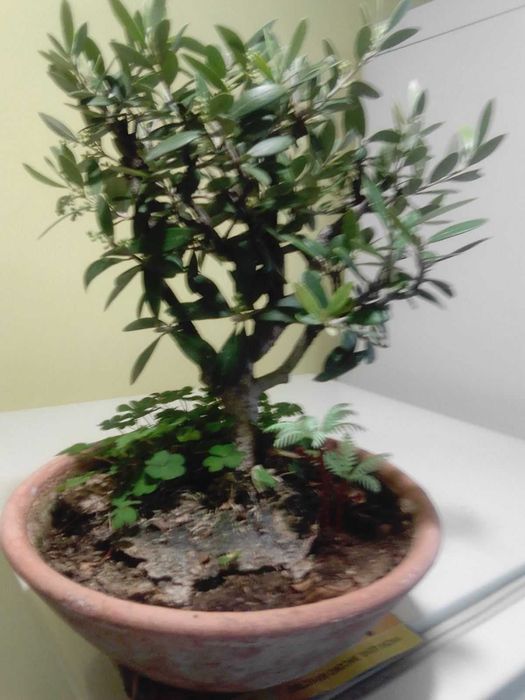 Продавам истински живи бонсаи