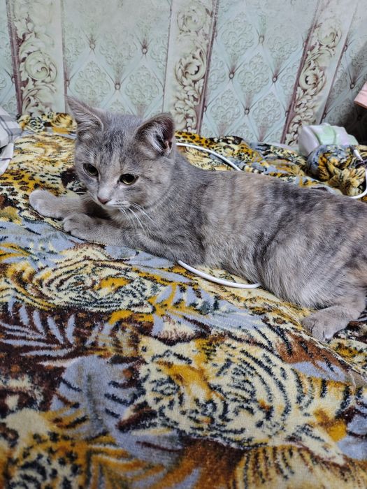 Отдам котенка девочку