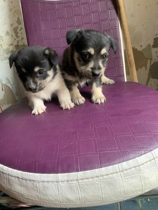 Donez caini iubitorilor de animale