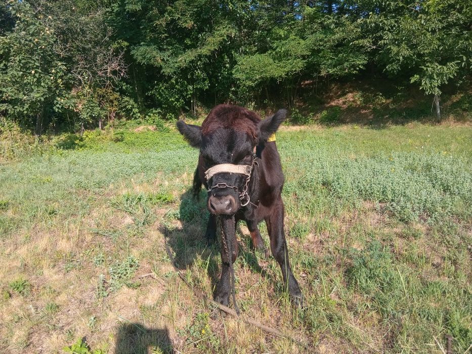 Vand vitea angus