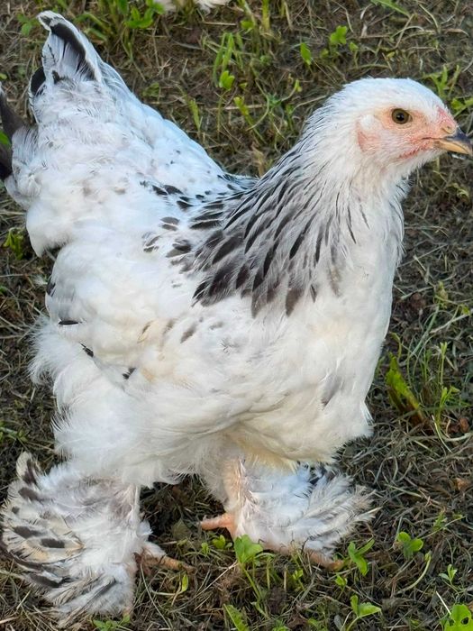 Pui brahma Hd si Columbia