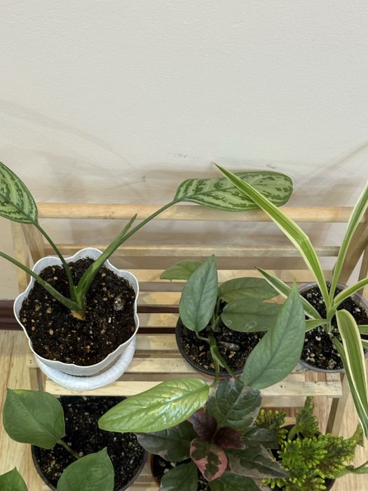 6 отростков за 6500 тенге