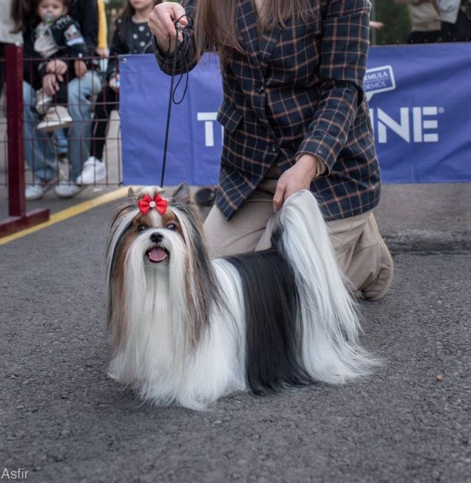 Вязка. Бивер Йорк
