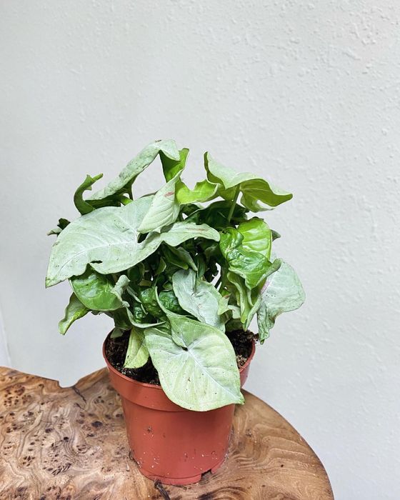 Сингониум Милк Конфетти