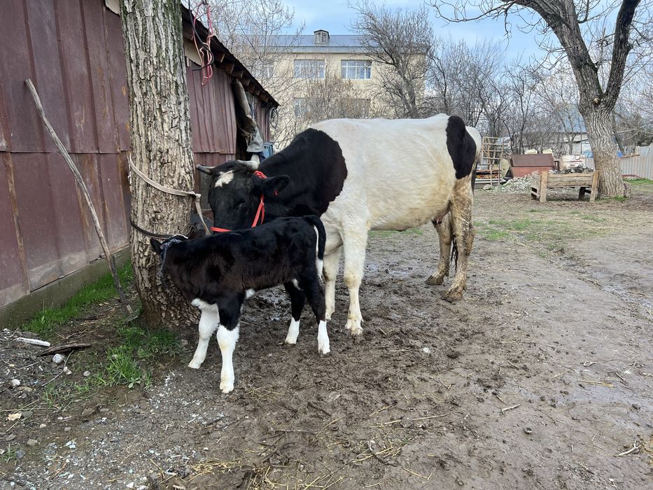 Бузаулы сиыр сатылады