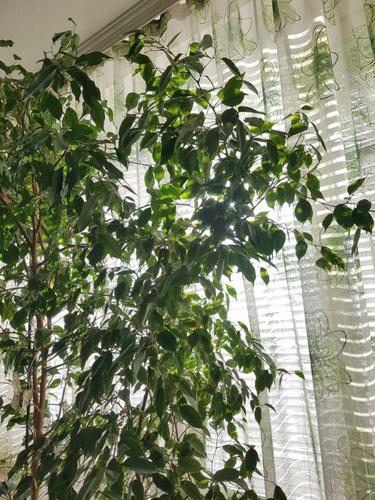 Бенджамин голям - 2 броя