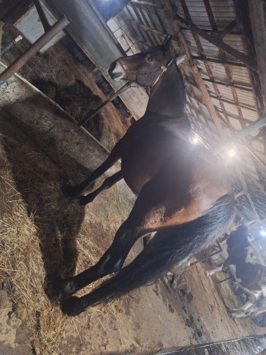 Vand o iapa manz si manza