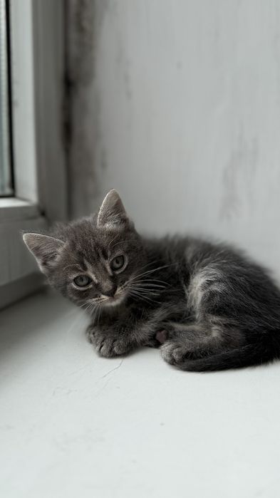 Отдам котят в хорошие руки