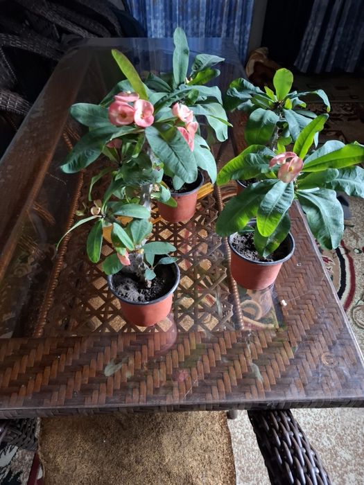 Малочай молодые цветы