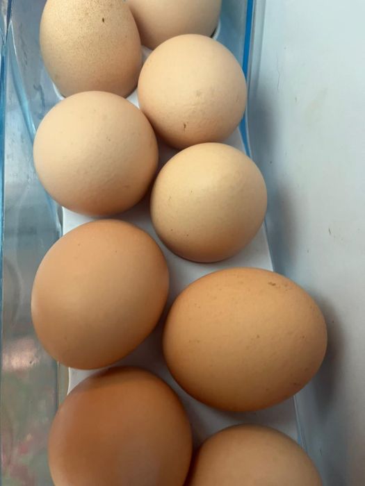 Яйцо для инкватор