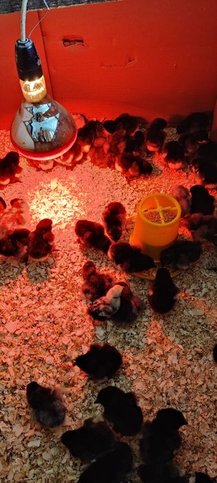 Oua si pui jersey giant