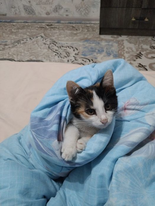 Кошка красивая чистая умная