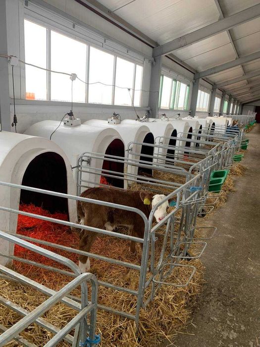 Домики для Телят