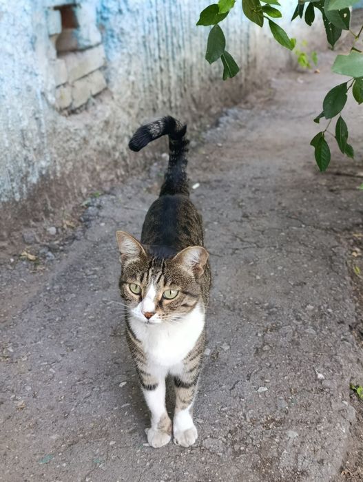 Кошка,кошка,кошка