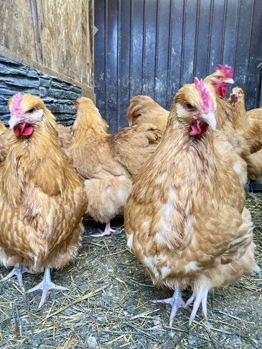 Ouă de vânzare pentru incubator Brahma Porțelan/Bobat și Orpington !