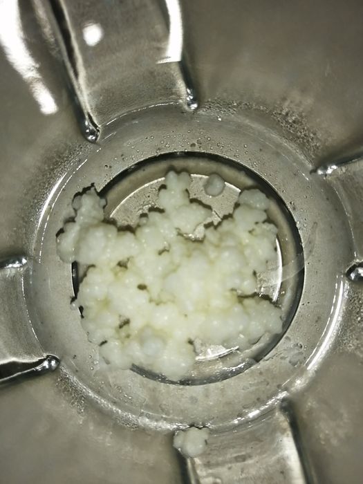 Молочный тибетский гриб