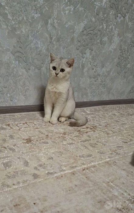 Mushuk sotiladi jinsi qiz.