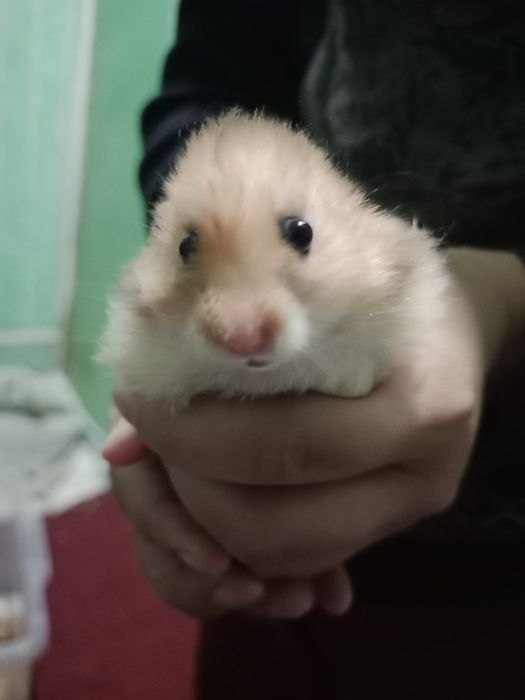 Hamyak,Chatishma turi