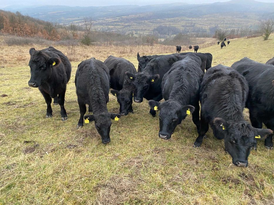 Gestante Angus cu Pedigree!