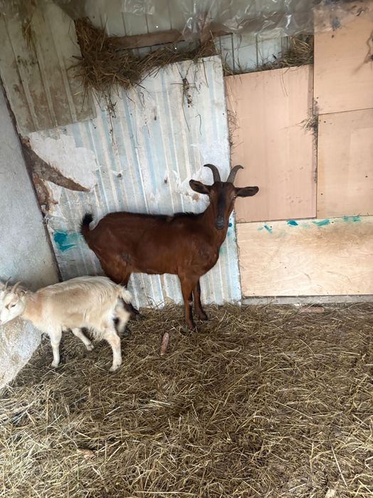 Vand capra alpin francez