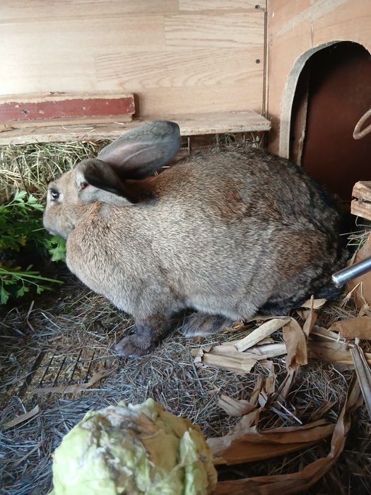 De vânzare iepuroaica