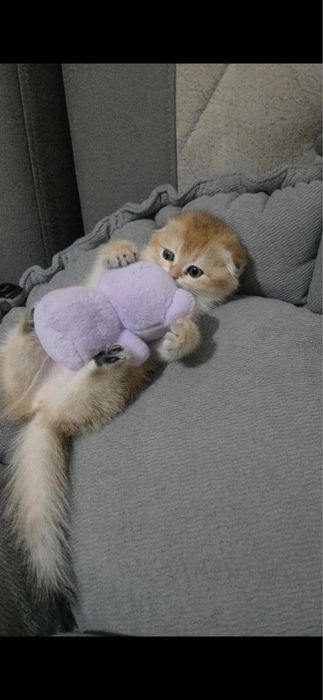 Продпются котята мал и дев