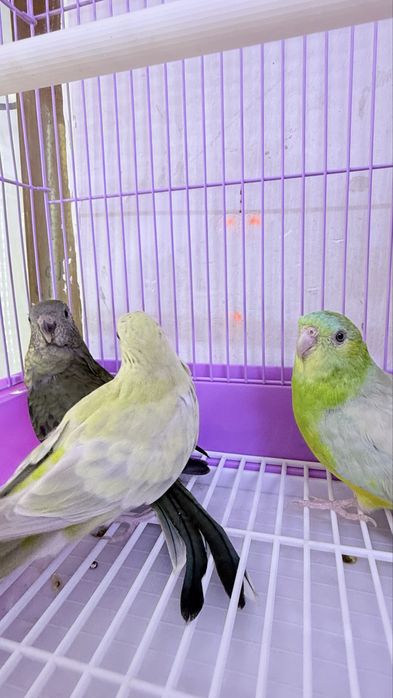 Pevchi певчи qush