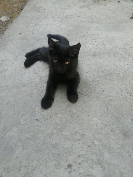 Чёрные милые котёнок.