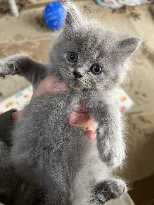 Продам котята родились 7 марта