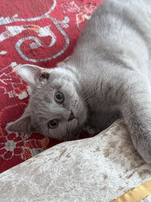 Бесплатно котенок 4 месяца британец