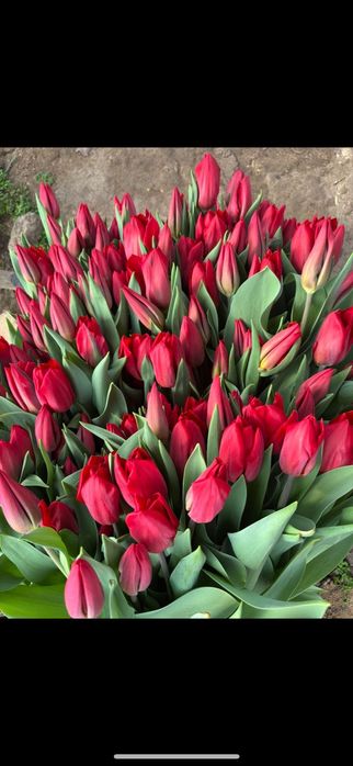 Продам тюльпаны .