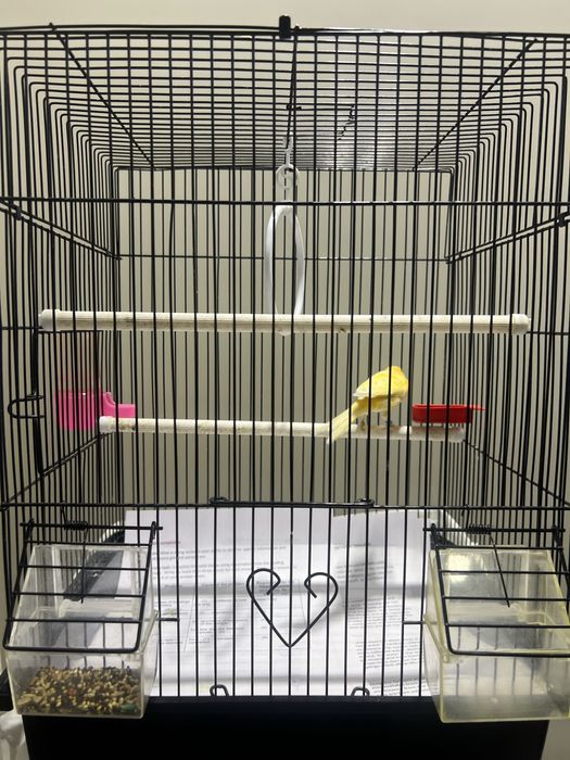 Канарейка самец