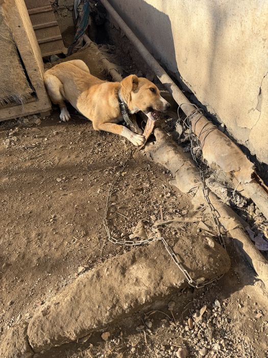 Отдам щенка мальчик.