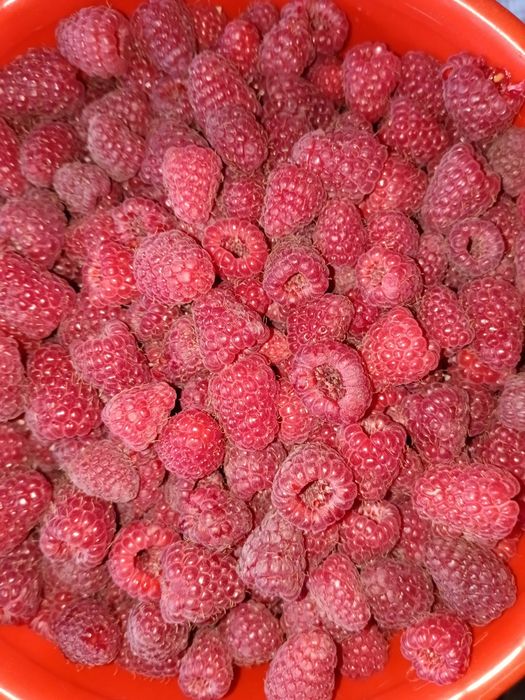 Продам малину дачную