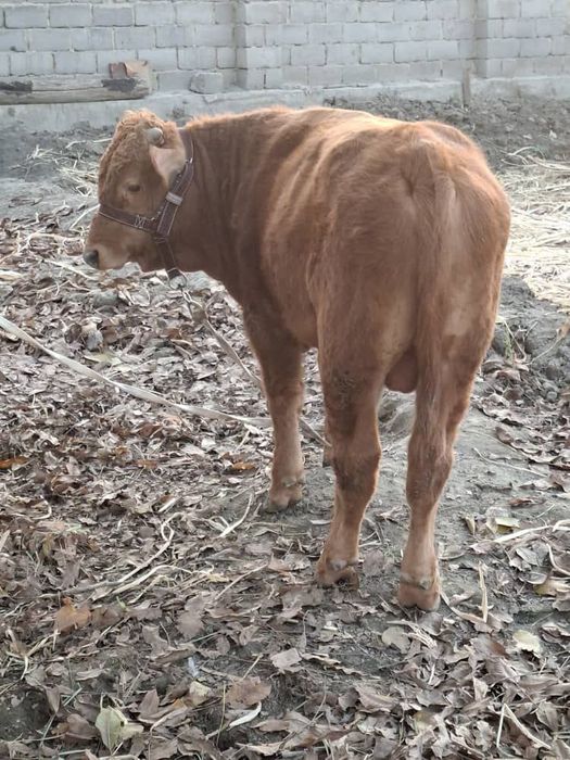 Бык парода лимузин