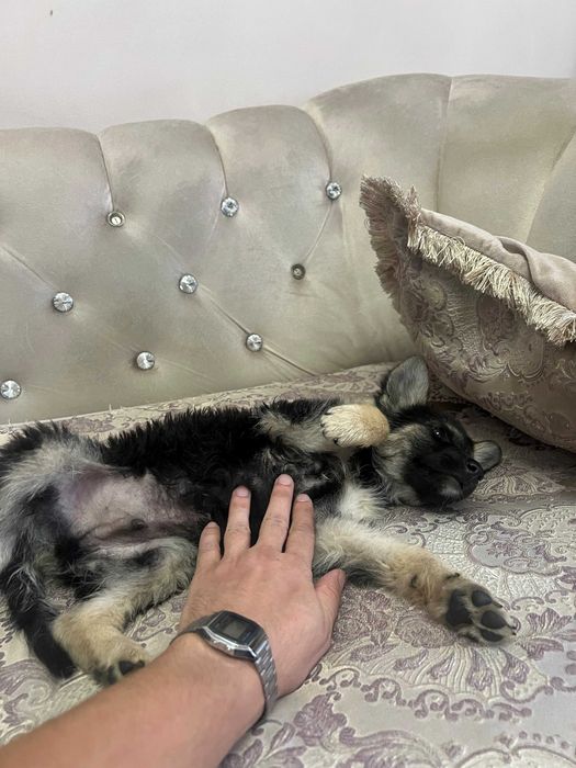 Отдам в добрые руки щенка