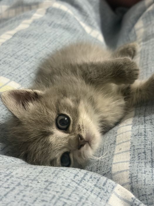 Отдам котят в добрые руки