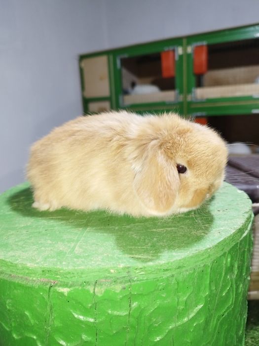 Karlik dekarativni quyonchala